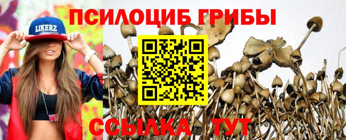 Псилоцибиновые грибы Psilocybe  где купить   Калуга  Вход с VPN 